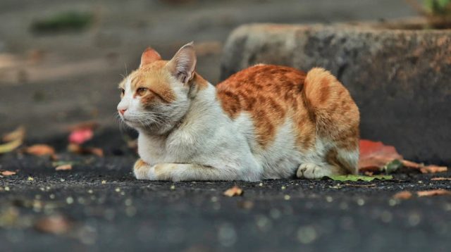 Radiologi Hewan di Cleveland: Panduan Lengkap untuk Pemilik Hewan Peliharaan