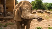 Pengaruh Asing: Gajah di Ruangan Nigeria – Analisis Mendalam