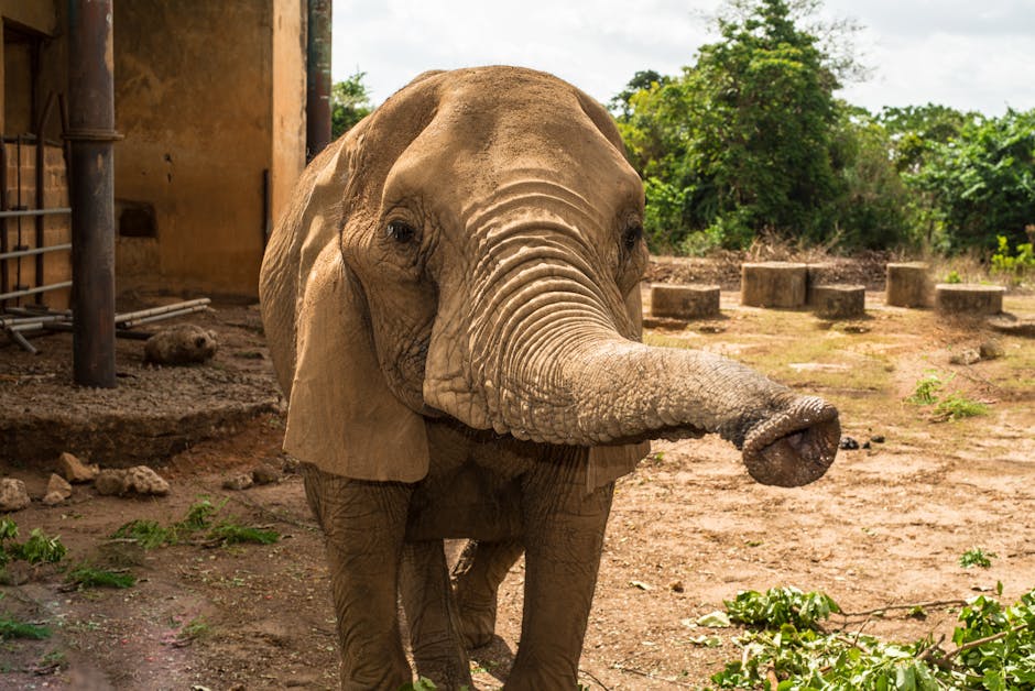 Pengaruh Asing: Gajah di Ruangan Nigeria – Analisis Mendalam